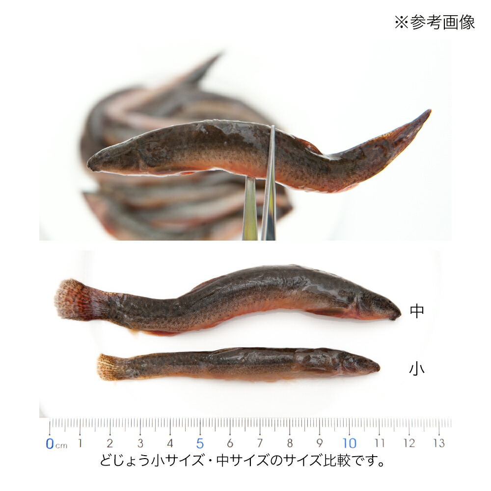 楽天市場 冷凍 国産 冷凍どじょう 中 １００ｇ 爬虫類 大型魚 無添加 無着色 別途クール手数料 常温商品同梱不可 Charm 楽天市場店