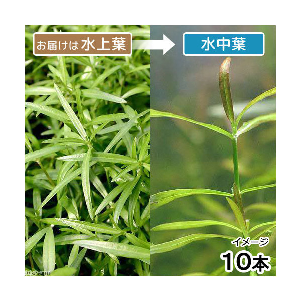 (水草)ケニオイグサsp.オレンジ(水上葉)(無農薬)(10本) 北海道航空便要保温 (水草)ケニオイグサsp.オレンジ(水上葉)(無農薬)(10本) 北海道航空便要保温