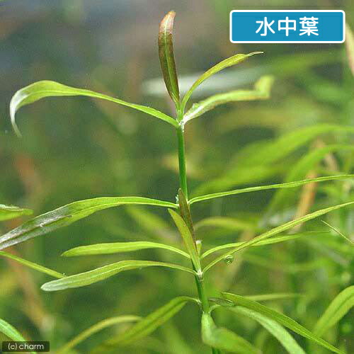 (水草)ケニオイグサsp.オレンジ(水上葉)(無農薬)(10本) 北海道航空便要保温 (水草)ケニオイグサsp.オレンジ(水上葉)(無農薬)(10本) 北海道航空便要保温