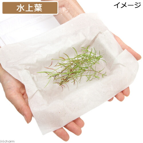 (水草)ケニオイグサsp.オレンジ(水上葉)(無農薬)(10本) 北海道航空便要保温 (水草)ケニオイグサsp.オレンジ(水上葉)(無農薬)(10本) 北海道航空便要保温