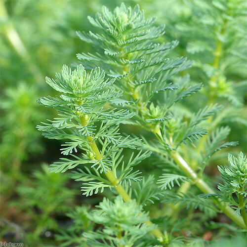 楽天市場】（水草）ルドウィジア インクリナータ パンタナル（水上葉