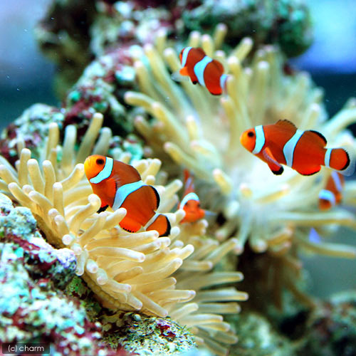 楽天市場 海水魚 カクレクマノミ 国産ブリード ５匹 熱帯魚 北海道 九州航空便要保温 Charm 楽天市場店