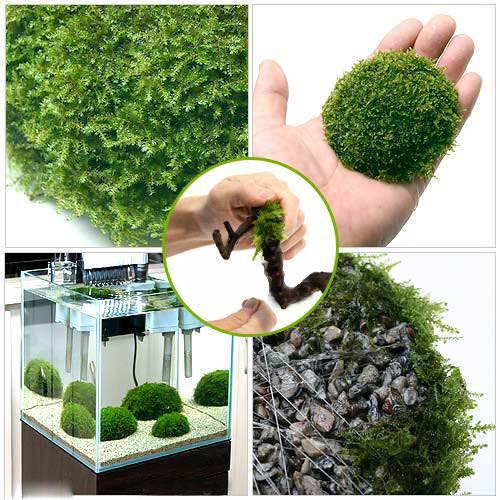 水草 巻きたて モスムーン 南米ウィローモス ｓサイズ 水中葉 無農薬 ２個 国内外の人気