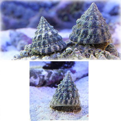 楽天市場 海水魚 貝 ターボスネール コケの掃除 １０匹 北海道航空便要保温 Charm 楽天市場店