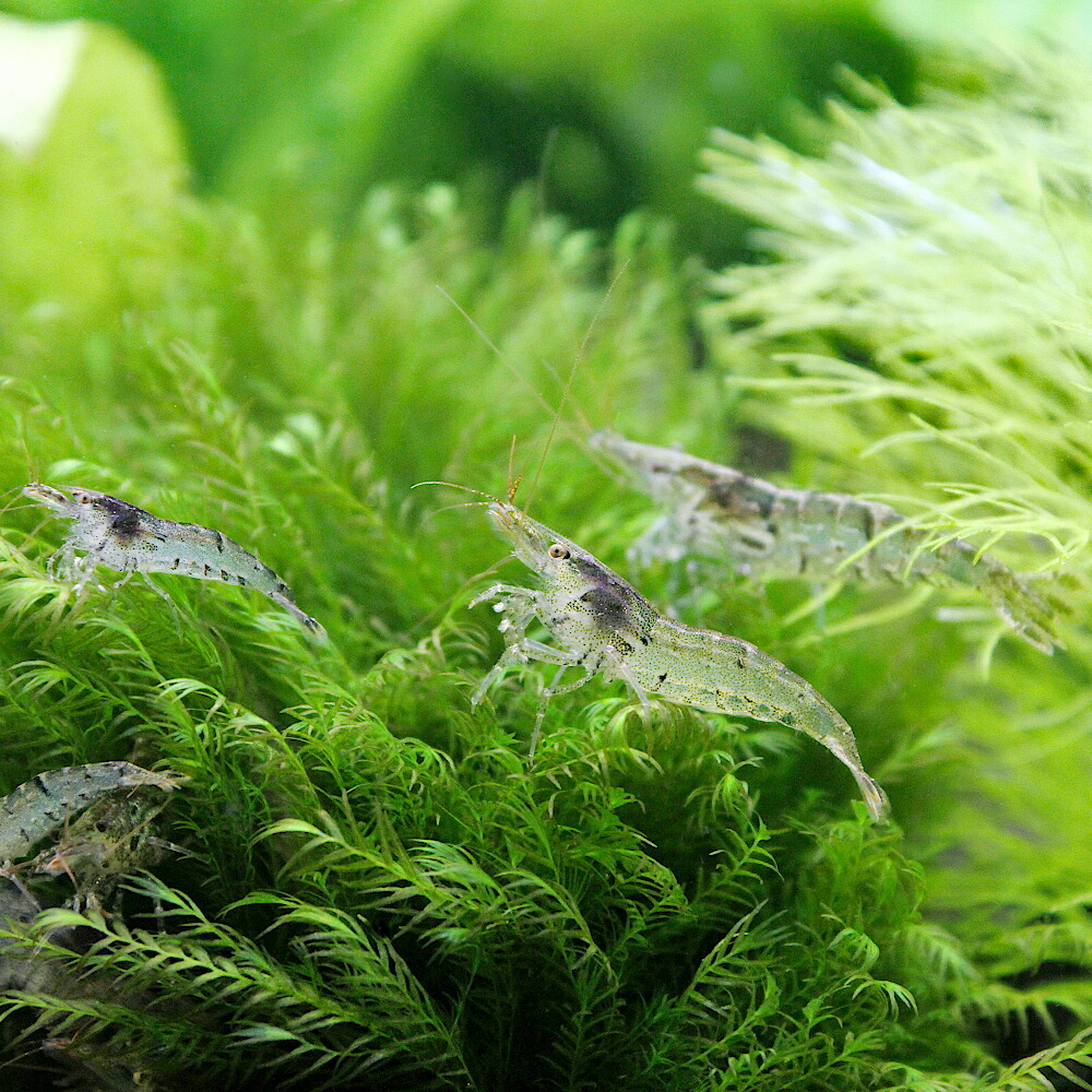 楽天市場 エビ レッドヌマエビ ３匹 Charm 楽天市場店