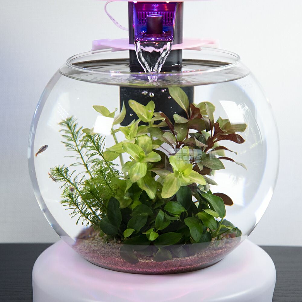 熱帯魚肉 水草 水低落カラー インテリア溜め桶揃え 片生い者 本州四国修飾 Daemlu Cl