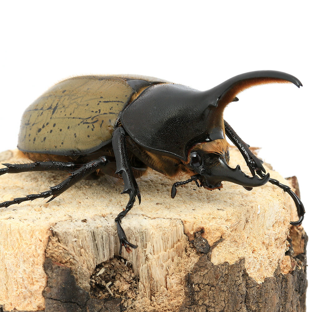 注目の 昆虫 ヘラクレス ヘラクレス グアドループ産 オス１０８ｍｍ １ペア 沖縄 離島不可 タイム便 航空便不可 最先端 Timesofbahrain Com