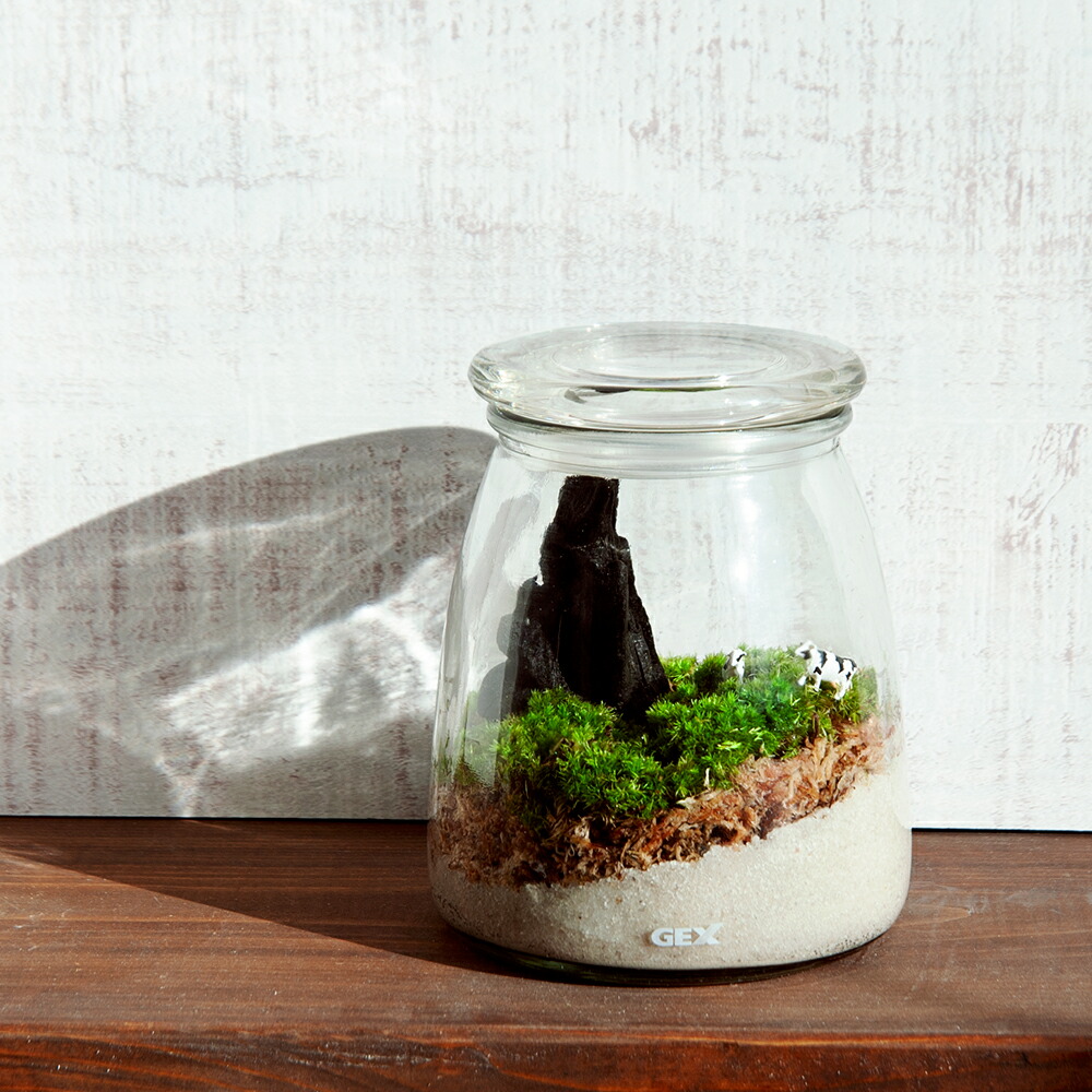 楽天市場 動画で作る 体験キット０１ 小さなテラリウム ｍｙ ｆａｒｍ Charm 楽天市場店