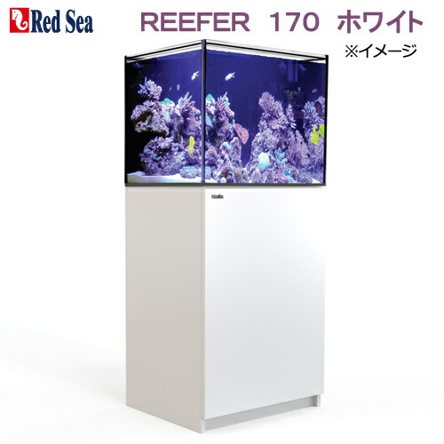 楽天市場】□レッドシー ＲＥＥＦＥＲ ＮＡＮＯ ホワイト 
