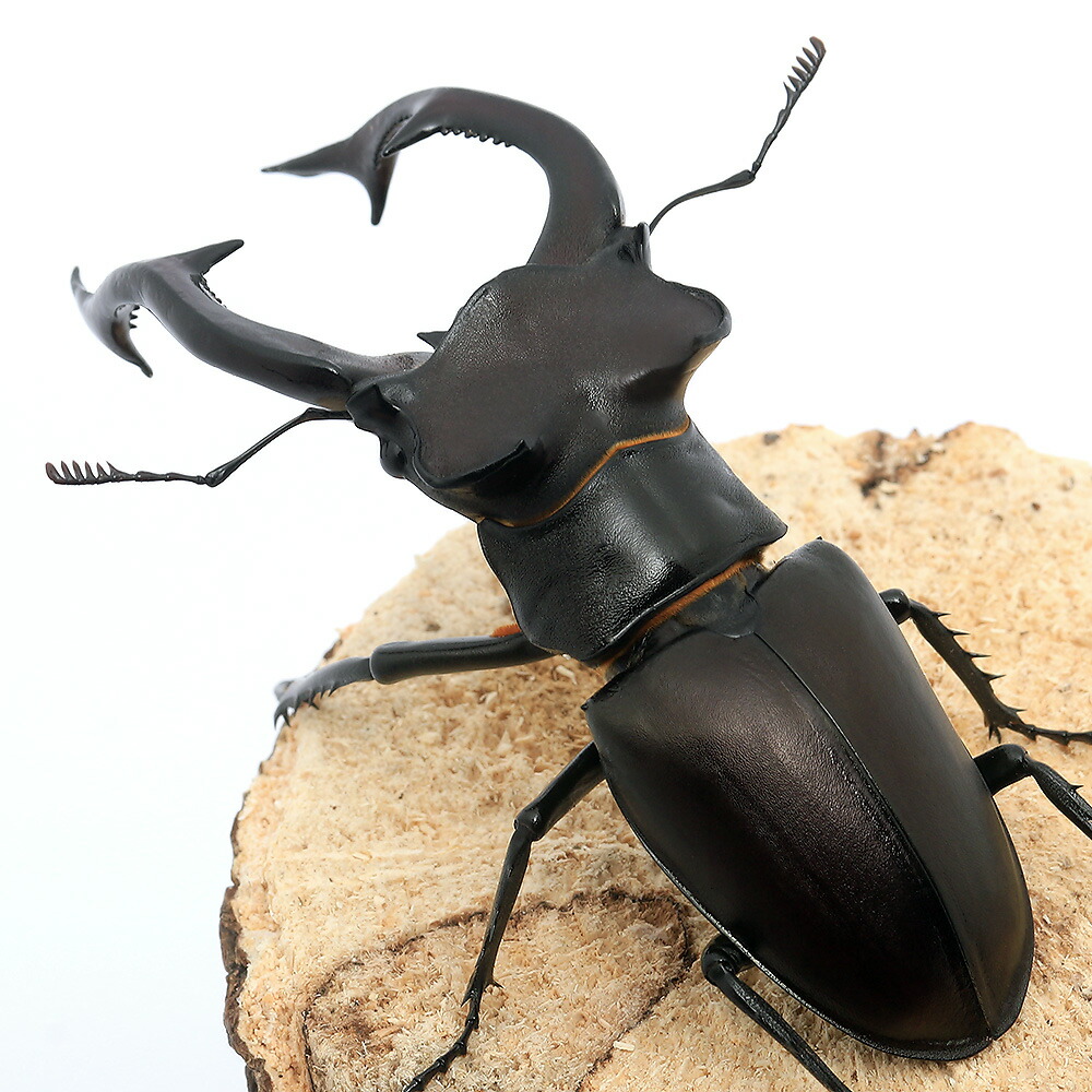 最適な価格 楽天市場 昆虫 ｂ品 アクベシアヌスミヤマクワガタ トルコ産 ８９ｍｍ １ペア 沖縄 離島不可 タイム便 航空便不可 Charm 楽天市場店 新品 Www Lexusoman Com