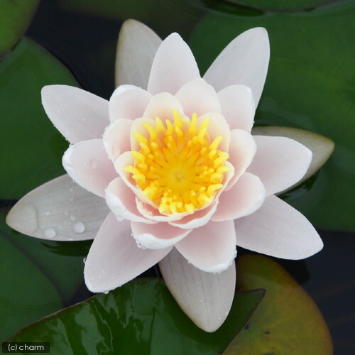 ビオトープ めだか はじめてのスイレン栽培しつらえる マリアセア カルネア 陶植木鉢 ヒメダカ 浮き草他 説く付け出し 本州四国制約 Hotjobsafrica Org