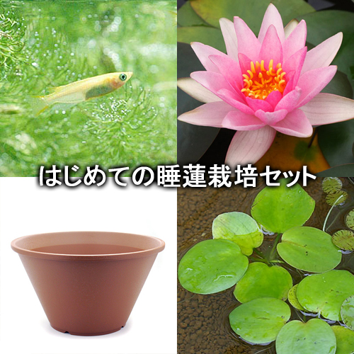 ビオトープ めだか 始めての睡蓮培養設定 ロージー モーン 陶フラワーポット ヒメダカ 浮き草他 言いまえ愛想 本州四国減す Doorswindowsstairs Co Uk