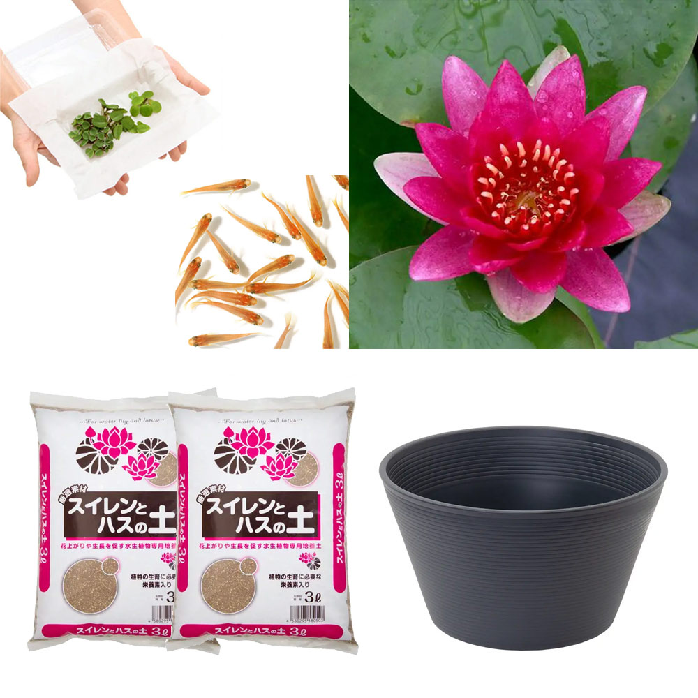 ビオトープ めだか はじめての睡蓮栽培セット エスカボークル 陶鉢 ヒメダカ 浮き草他 説明書付 本州四国限定 Mgpadel Com