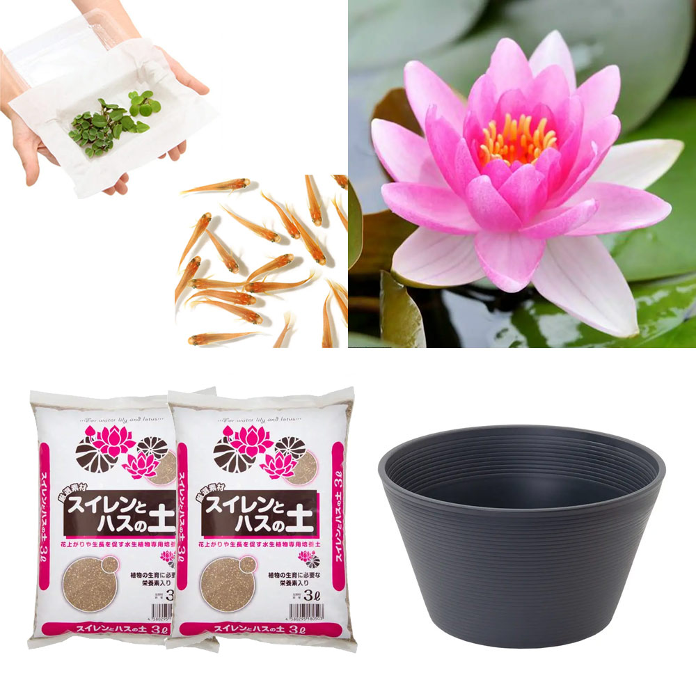 （ビオトープ）（めだか）はじめての睡蓮栽培セット　チャレス＋睡蓮鉢＋ヒメダカ＋浮き草他　説明書付　本州四国限定　お一人様１点限り