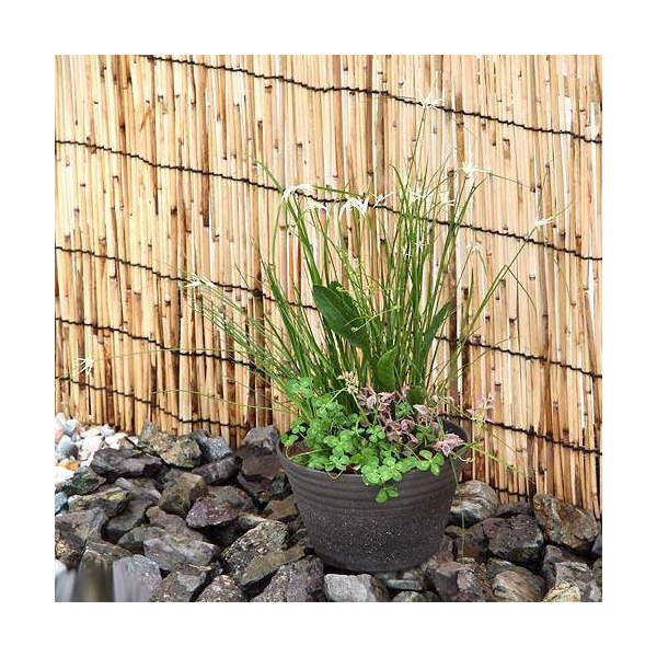 楽天市場 ビオトープ 睡蓮 私の小さなビオトープ 益子焼 彩 ｓａｉ 姫睡蓮鉢 みかげ 説明書付 沖縄不可 Charm 楽天市場店