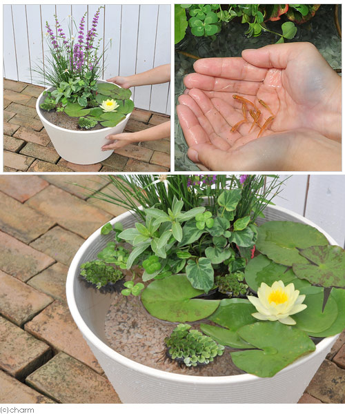 ビオトープ めだか 始めてのスイレン一組 睡蓮イエロー メダカ睡蓮どんぶり鉢ベージュ ヒメダカ 浮き草どこかよそに セット 記述仕切状 本州四国限る Amfaholding Com