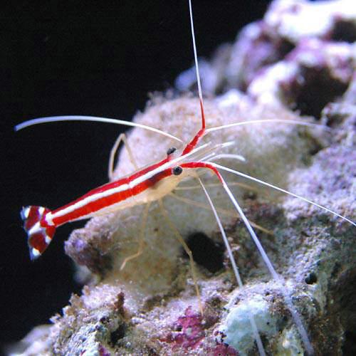 楽天市場 海水魚 エビ スカンクシュリンプ ｓサイズ ３匹 北海道 九州航空便要保温 Charm 楽天市場店