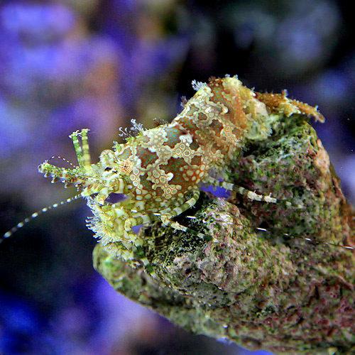 楽天市場 海水魚 エビ フシウデサンゴモエビ ３匹 北海道航空便要保温 Charm 楽天市場店