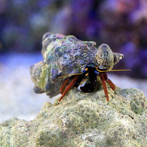 楽天市場 海水魚 ヤドカリ クリイロサンゴヤドカリ ３匹 北海道航空便要保温 Charm 楽天市場店