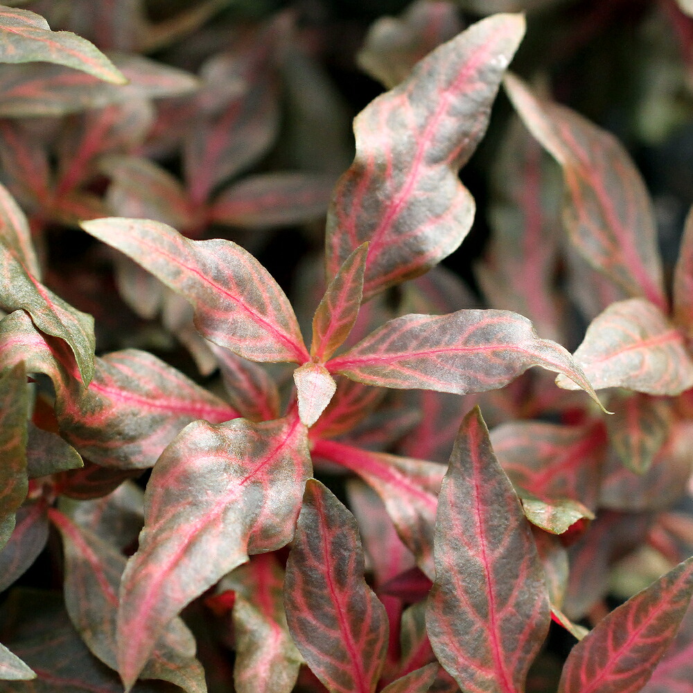 水草 アルテルナンテラ レインキー 斑入り Alex 水上葉 無農薬 6本