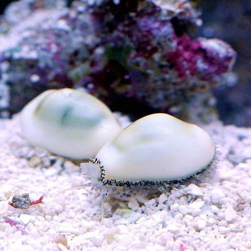 楽天市場】（海水魚）貝 キイロタカラガイ（1匹） 北海道・九州航空便