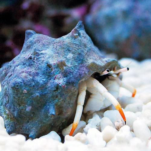 海水魚 ヤドカリ 沖縄産 アカツメサンゴヤドカリ ３匹 人気ブラドン