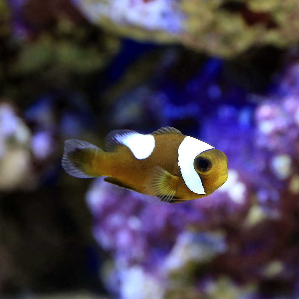 楽天市場 海水魚 トウアカクマノミ ｓサイズ ワイルド ３匹 北海道航空便要保温 Charm 楽天市場店