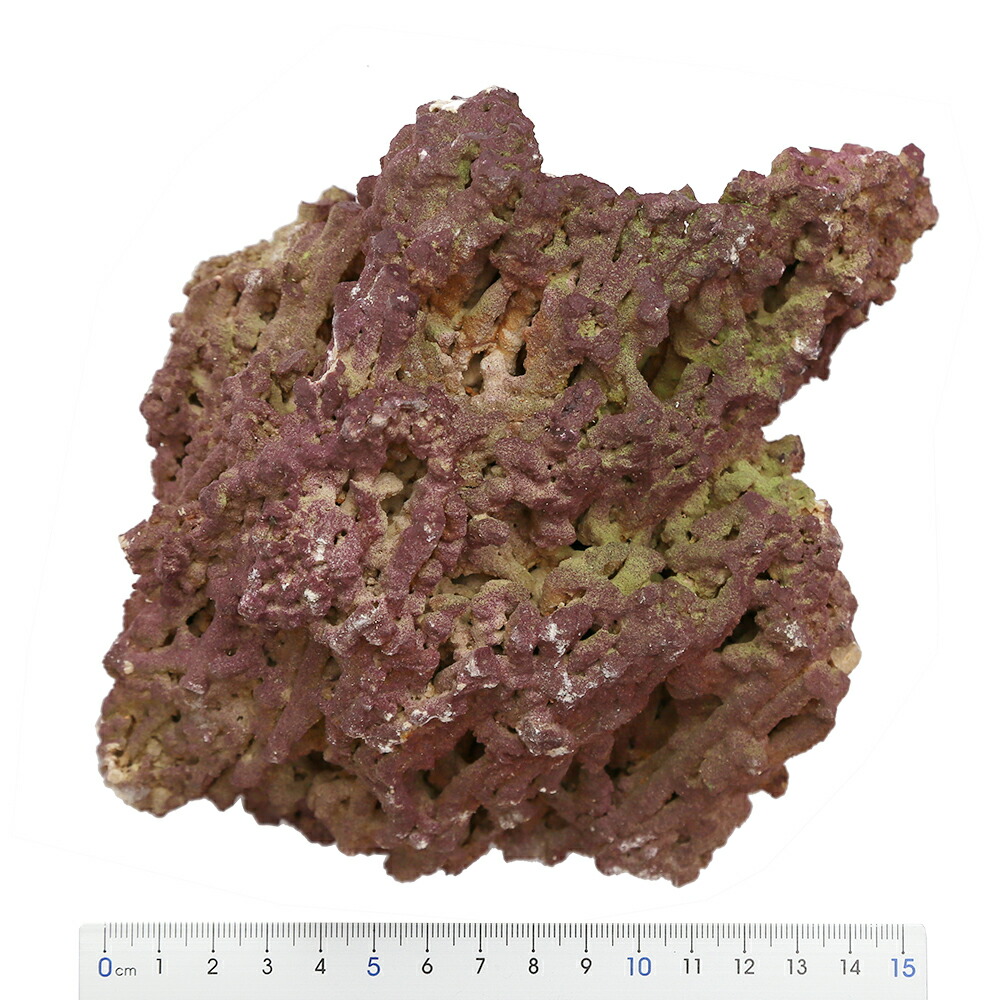 楽天市場 ジュラシックリーフロック ライブロック ｌ １ ２ ５ｋｇ １個 形状おまかせ 関東当日便 Charm 楽天市場店