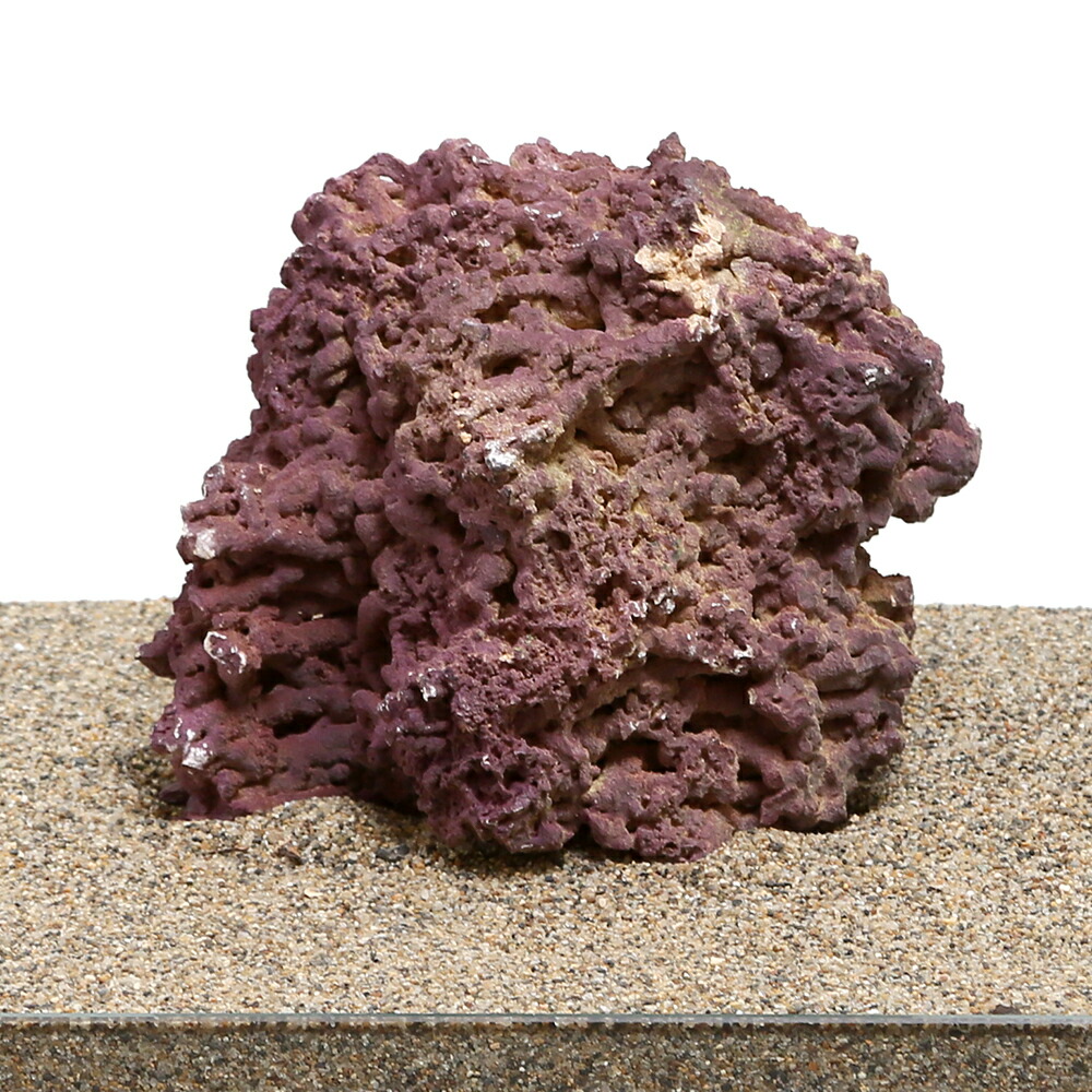 楽天市場 ジュラシックリーフロック ライブロック ｌ １ ２ ５ｋｇ １個 形状おまかせ 関東当日便 Charm 楽天市場店