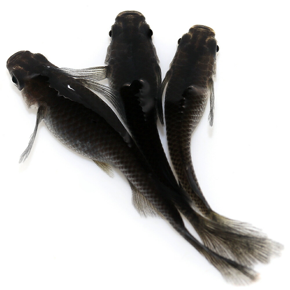 楽天市場】（めだか）オロチメダカ 桃ちゃんメダカブリード（10匹