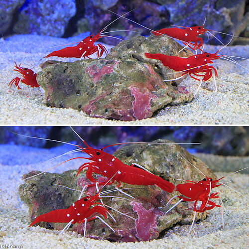 第1位獲得 海水魚 エビ ホワイトソックスシュリンプ ミックスサイズ ５匹 北海道航空便要保温 沖縄別途送料 開店祝い Design Tours Com