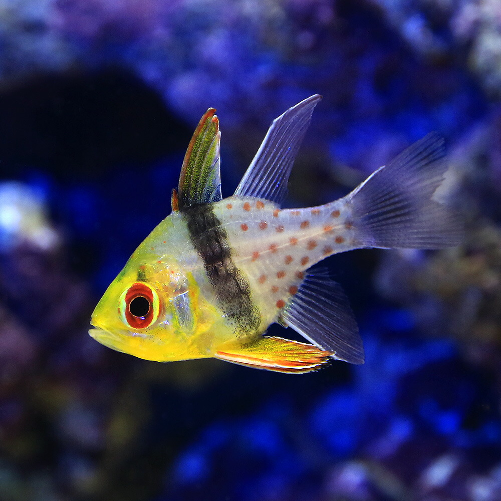 （海水魚）マンジュウイシモチ（５匹）　北海道・九州航空便要保温