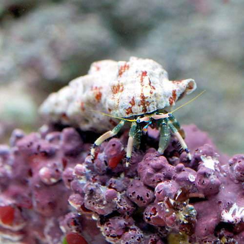 楽天市場】（海水魚）ヤドカリ 沖縄産 ツマジロサンゴヤドカリ（3匹