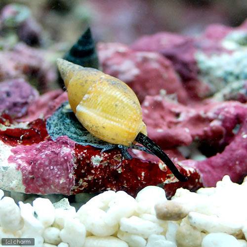(海水魚)貝 シイノミヨウバイ(6匹) 北海道航空便要保温 (海水魚)貝 シイノミヨウバイ(6匹) 北海道航空便要保温