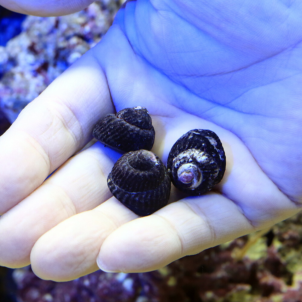 楽天市場 海水魚 貝 コイソ貝 コケの掃除 ３０匹 北海道航空便要保温 Charm 楽天市場店