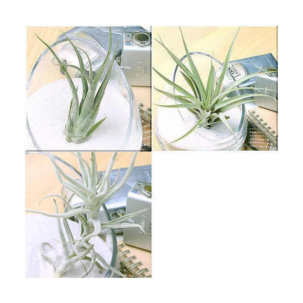 楽天市場 観葉植物 エアープランツ 銀葉３種類 １セット Charm 楽天市場店