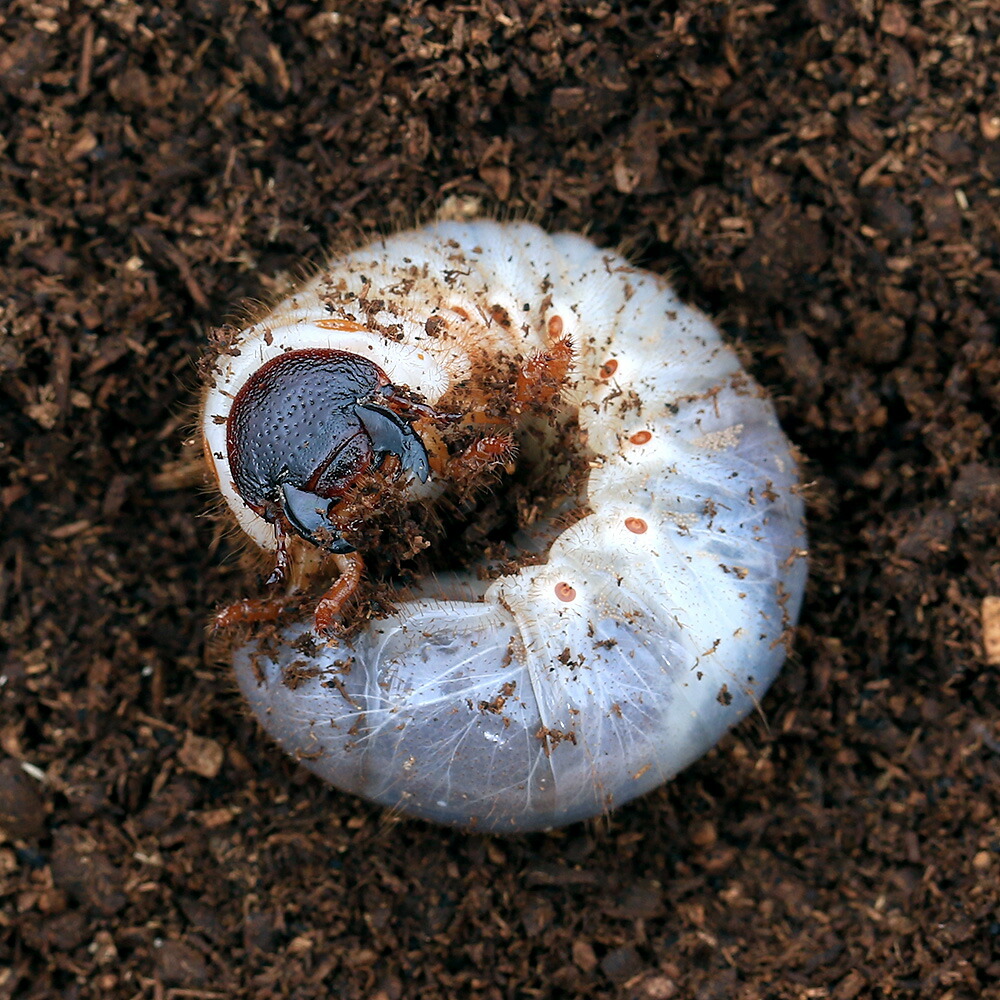 楽天市場 昆虫 国産カブトムシ 幼虫 ２ ３令 １２匹 北海道 九州航空便要保温 Charm 楽天市場店