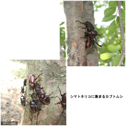 昆虫）国産カブトムシ 幼虫（2〜3令）（12匹） 北海道航空便要保温