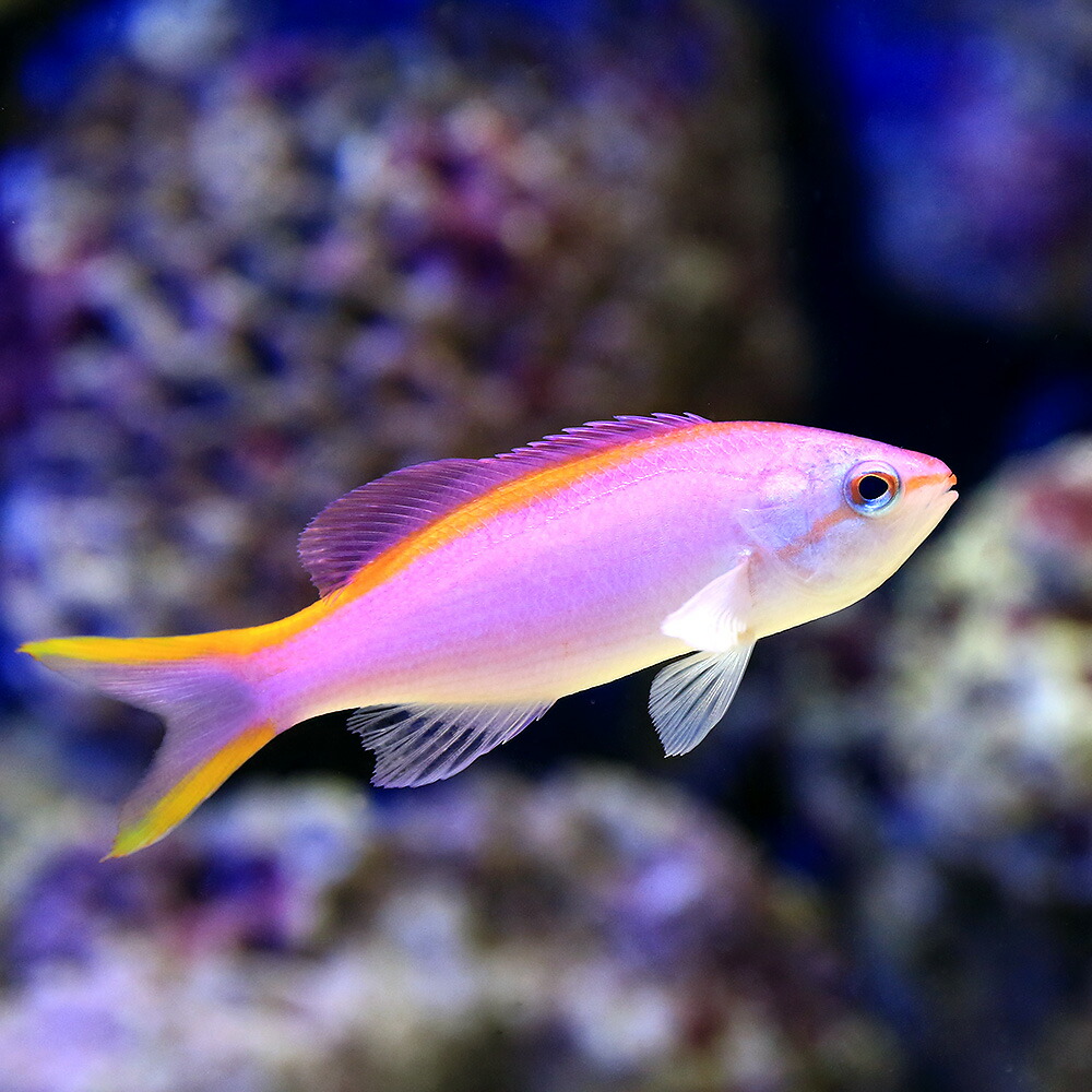 ヤッコ様　 ① ヤッコ シテンヤッコ 幼魚(1匹) | チャーム
