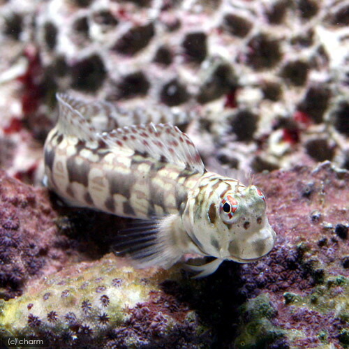 楽天市場 海水魚 カエルウオと内緒の秘密基地 １セット 北海道 九州 沖縄航空便要保温 Charm 楽天市場店