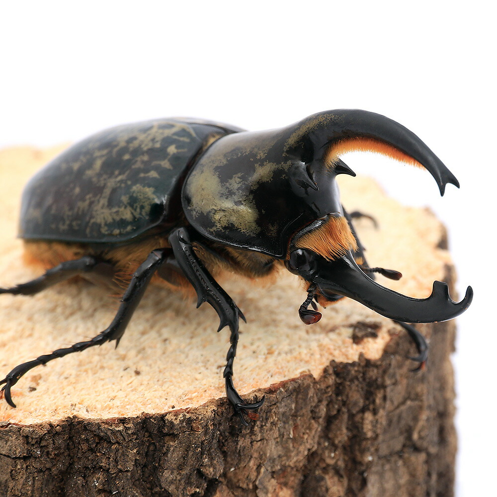 市場 昆虫 ペルー レックスゾウカブトムシ イキトス産 市場 昆虫 ペルー レックスゾウカブトムシ イキトス産