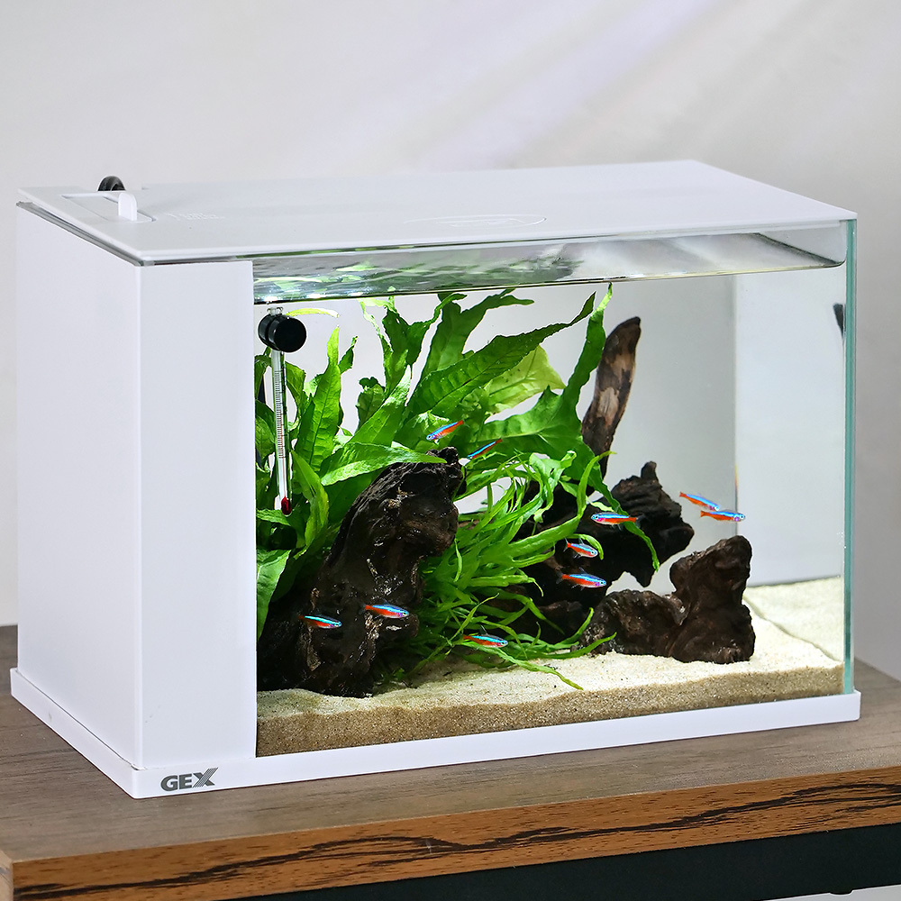 市場 水作 魚 M フード ペット用品 ほとりえグリーンカーペットキット 株 水生動物用品