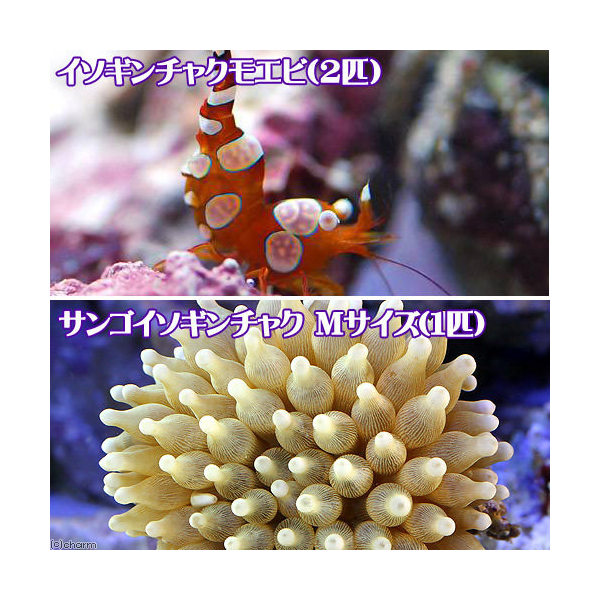 楽天市場 海水魚 タマイタダキイソギンチャク おまかせカラー ｌサイズ １匹 無脊椎動物 北海道 九州航空便要保温 Charm 楽天市場店