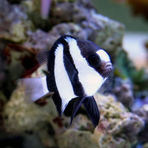 楽天市場 海水魚 ミスジリュウキュウスズメダイ ３匹 北海道 九州航空便要保温 Charm 楽天市場店