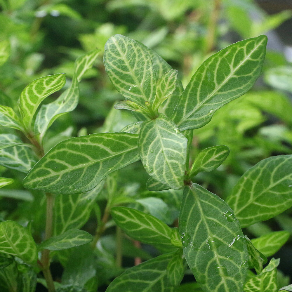 楽天市場】（水草）ハイグロフィラ ロザエネルヴィス（水上葉）（無