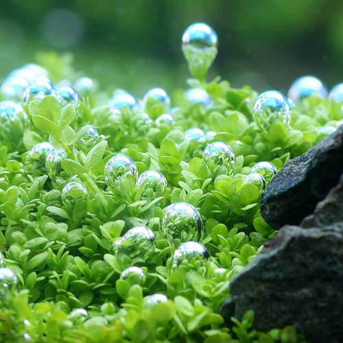 楽天市場 水草 キューバパールグラス 水上葉 鉢植え 無農薬 ３鉢 北海道航空便要保温 Charm 楽天市場店