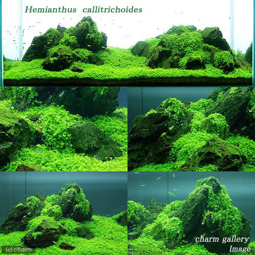 楽天市場 水草 キューバパールグラス 水上葉 鉢植え 無農薬 ３鉢 Charm 楽天市場店