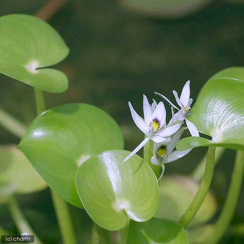 ビオトープ 水辺植物 ヘテランテラ レニフォルミス 株 抽水植物 浮葉植物 Hotjobsafrica Org