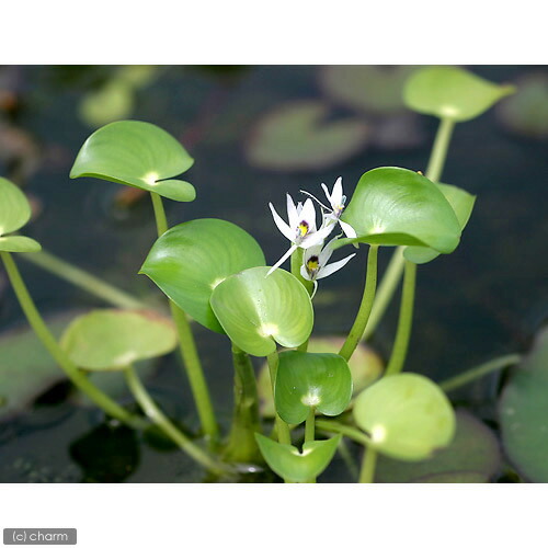 ビオトープ 水辺植物 ヘテランテラ レニフォルミス 株 抽水植物 浮葉植物 Hotjobsafrica Org