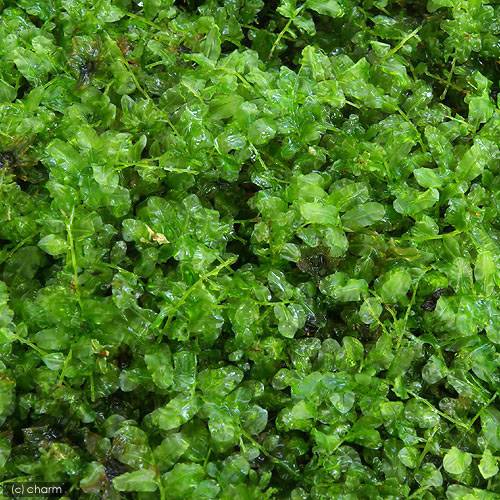 （観葉植物）テラリウム　苔　半トレー　コツボゴケ　トレー１枚分　３６×２７ｃｍ